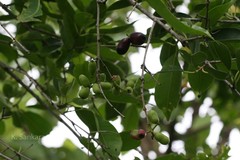 Syzygium cumini